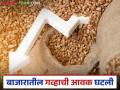 Gahu Bajar Bhav : राज्यातील गहू आवकेत मोठी घट; वाचा काय मिळतोय दर - Marathi News | Wheat Market: Big drop in wheat arrivals in the state; Read what is the price being offered | Latest agriculture News at Lokmat.com