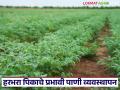 हरभरा पिकासाठी कोणत्या सिंचन पद्धतीने कधी व किती पाणी द्यावे? जाणून घ्या सविस्तर - Marathi News | Which irrigation method should be used for gram crop, when and how much water should be given? Know in detail | Latest agriculture News at Lokmat.com