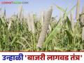 Bajari Crop Management : यंदा उन्हाळ बाजरीचे अधिक उत्पादन हवे आहे का? मग हे लागवड तंत्र तुमच्यासाठी - Marathi News | Bajari Crop Management: Do you want more summer millet production this year? Then this cultivation technique is for you | Latest agriculture News at Lokmat.com