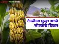 निर्यात पुन्हा सुरू झाल्याचा परिणाम, केळी बाजार दरात उसळी; उत्पादकांना दिलासा - Marathi News | Banana market prices jump as exports resume; relief for producers | Latest agriculture News at Lokmat.com