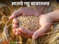 Gahu Bajar Bhav : शरबती ते अर्जुन कोणता गहू खातोय भाव? वाचा आजचे गहू बाजारभाव - Marathi News | Wheat Market Price: From Sharbati to Arjun, what wheat price is Arjun eating? Read today's wheat market price | Latest agriculture News at Lokmat.com
