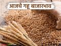 Gahu Bajar Bhav : शरबतीचा तोरा कायम; वाचा आजचे गहू बाजारभाव - Marathi News | Wheat Market Price: The price of Sharbat remains; Read today's wheat market price | Latest agriculture News at Lokmat.com
