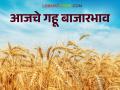 Gahu Bajar Bhav : राज्याच्या केवळ 'या' बाजारात झाला आज लिलाव; वाचा आजचे गहू बाजारभाव - Marathi News | Wheat Market: Auction held today in this market of the state; Read today's wheat market price | Latest agriculture News at Lokmat.com
