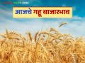 Gahu Bajar Bhav : 'या' वाणांच्या गव्हाला बाजारात सर्वाधिक मागणी; वाचा आजचे गहू बाजार भाव - Marathi News | Wheat Market Price: 'These' varieties of wheat are in highest demand in the market; Read today's wheat market price | Latest agriculture News at Lokmat.com