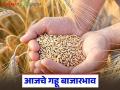 राज्याच्या गहू बाजाराची काय आहे स्थिती; जाणून घ्या आजचे बाजारभाव - Marathi News | What is the status of the state's wheat market; Know today's market prices | Latest agriculture News at Lokmat.com