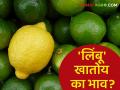 उष्णतेच्या तीव्रतेने मागणी वाढली; वाचा लिंबू खातोय का बाजारात भाव? - Marathi News | Demand increased due to intense heat; Read: Is the market eating lemon? | Latest agriculture News at Lokmat.com
