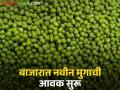 बाजारात नवीन मुगाची आवक सुरू; दुसरीकडे मात्र हरभरा, तूर, सोयाबीनचे दर मंदावले - Marathi News | New arrivals of mung beans have started in the market; on the other hand, prices of gram, tur, and soybeans have slowed down. | Latest agriculture News at Lokmat.com