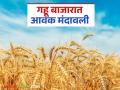 Gahu Bajar Bhav : राज्याच्या गहू बाजारात आवक मंदावली; वाचा काय मिळतोय दर - Marathi News | Wheat Market Bhav: Arrivals in the state's wheat market have slowed down; Read what the rates are being offered | Latest agriculture News at Lokmat.com