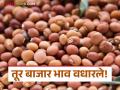 बाजारपेठेत हमीभावापेक्षा तुरीला मिळतोय अधिक दर; शेंगदाण्यात देखील प्रति क्विंटल ३ हजार वाढ - Marathi News | Turmeric is getting more price than the guaranteed price in the market; Groundnuts also increased by Rs 3,000 per quintal | Latest agriculture News at Lokmat.com