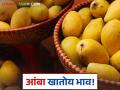 गेल्यावर्षीच्या तुलनेत यंदा ३० टक्क्यांची आंब्याच्या दरात वाढ; केशर, दसेरी, बदाम आंब्यांची बाजारात आवक - Marathi News | Mango prices increase by 30 percent this year compared to last year; Kesar, Dussehri, Badam mangoes arrive in the market | Latest agriculture News at Lokmat.com