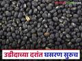 दर्जा समाधानकारक नसल्याचे सांगत व्यापाऱ्यांकडून उडीदाच्या दरांत घसरण सुरूच; शेतकऱ्यांच्या आर्थिक अडचणीत वाढ - Marathi News | Traders continue to reduce prices of urad, citing unsatisfactory quality; increasing financial difficulties for farmers | Latest agriculture News at Lokmat.com
