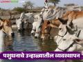 यंदाच्या उन्हाळ्यात आर्थिक हानी टाळण्यासाठी 'असे' करा जनावरांचे गोठा, पाणी, आहार व्यवस्थापन - Marathi News | To avoid financial losses this summer, do this: manage animal housing, water, and feed | Latest agriculture News at Lokmat.com