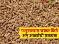 मुक्या जनावरांच्या खाद्यात आढळले किडे, अळ्या; कंपनीकडून मात्र उडवाउडवीचे उत्तरे - Marathi News | Worms, larvae found in dumb animal feed; but the company gives vague answers | Latest agriculture News at Lokmat.com