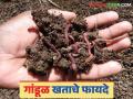 Gandul Khat : गांडूळ खत देईल साथ; उत्पादनात करा वाढ सोबत मातीचा होईल विकास - Marathi News | Gandul Khat: Vermicompost will help; Increase production and soil development | Latest agriculture News at Lokmat.com