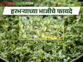 हरभऱ्याची भाजी खाल्ली का? जाणून घ्या फायदे - Marathi News | Latest News Benefits of chana crop Vegetable | Latest agriculture News at Lokmat.com