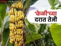 सणासुदीमुळे केळी भावात तेजी; आवक कमी तरी महिनाभरात प्रतिक्विंटल ७०० रुपयांनी वाढ - Marathi News | Banana prices rise due to festive season; Despite low arrivals, prices increase by Rs 700 per quintal in a month | Latest agriculture News at Lokmat.com