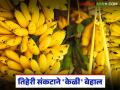 उन्हाचा चटका, रात्रीचा गारवा अन् युद्धाचा वणवा; तिहेरी संकटाने केळी बेहाल - Marathi News | The scorching sun, the cold of the night, and the flames of war; Bananas are suffering from a triple crisis | Latest agriculture News at Lokmat.com