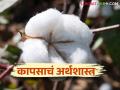 Cotton Farming Economics : कापूस उत्पादन घटले; यंदा खर्चही हाती लागेना त्यात वेचणीची मजूरी दिवसेंदिवस वाढती - Marathi News | Cotton Farming Economics : Cotton production declined; This year, even if the expenses are not taken into account, the wages of the workers are increasing day by day | Latest agriculture News at Lokmat.com
