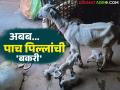 गोवर्धनरावांच्या गोठ्यातील बकरीने पाचव्यांदा दिला पाच पिल्लांना जन्म; परिसरात चर्चेचा विषय ठरतेय बकरी - Marathi News | The goat in Govardhanrao's shed has given birth to five kids for the fifth time; the goat is becoming a topic of discussion in the area | Latest agriculture News at Lokmat.com