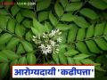 स्वयंपाक घरातील हिरवा खजिना आरोग्यासाठी सुद्धा ठरतो फायद्याचा; जाणून घ्या कढीपत्ताचे गुणधर्म - Marathi News | The green treasure in the kitchen is also beneficial for health; Know the properties of curry leaves | Latest agriculture News at Lokmat.com