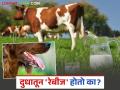 रेबिज बाधित जनावरांचे दूध सेवन केल्यास रेबिज होतो का? वाचा काय सांगताहेत तज्ञ - Marathi News | Does consuming milk from rabies-infected animals cause rabies? Read what experts say | Latest agriculture News at Lokmat.com