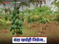 सव्वातीन लाख खर्च अन् हाती आले ७५ हजार; पपई उत्पादक शेतकरी यंदा अडचणीत - Marathi News | Three and a half lakhs spent and 75 thousand received; Papaya producing farmers in trouble this year | Latest agriculture News at Lokmat.com