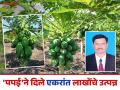 Success Story : माळरानावरील पडीक जमिनीचे केले सोने; शिवराजरावांच्या कष्टाचे पपईने फेडले पांग सारे - Marathi News | Success Story: The fertile land in Malrana turned into gold; Shivrajrao's hard work was rewarded with papaya | Latest agriculture News at Lokmat.com