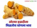 यंदा ओल्या हळदीला मिळतोय चांगला भाव; काढणीला मजुरांची मात्र भासतेय अडचण - Marathi News | This year, wet turmeric is getting good prices; however, laborers are facing difficulties in harvesting it. | Latest agriculture News at Lokmat.com