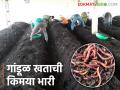 Organic Farming : गांडूळ खत निर्मितीतून शेतकऱ्याने फुलविली सेंद्रीय शेती; उत्पन्नाच्या देखील रुंदावल्या सीमा - Marathi News | Organic Farming: Organic farming developed by the farmer through vermicomposting; Income limits also widened | Latest agriculture News at Lokmat.com