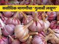 Pink Garlic शेतकऱ्यांनो, गुलाबी लसणाची करा शेती; बाजारात सर्वाधिक मागणीचा आणि भाव खाणारा गुलाबी लसूण - Marathi News | Pink Garlic Farmers, Grow Pink Garlic; Pink garlic is the most demanded and expensive in the market | Latest agriculture News at Lokmat.com