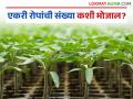 एक एकरात किती रोपे? जाणून घ्या 'या' सूत्राच्या मदतीने शेतातील एकरी रोपांची संख्या - Marathi News | How many plants per acre? Find out the number of plants per acre in the field with the help of this formula | Latest agriculture News at Lokmat.com