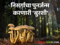 जंगलात बुरशीच्या आगमनाने सुरू होतो निसर्गाचा पुनर्जन्म; वाचा अलौकिक निसर्गकथा - Marathi News | The rebirth of nature begins with the arrival of fungi in the forest; Read supernatural nature stories | Latest agriculture News at Lokmat.com
