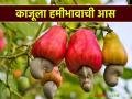 कोकणातील अर्थकारण ठरविणाऱ्या काजूला हमीभावाची आस; उत्पादन खर्च ही निघत नसल्याने शेतकरी अडचणीत - Marathi News | Cashew, which determines the economy of Konkan, hopes for a guaranteed price; Farmers are in trouble as production costs are not covered | Latest agriculture News at Lokmat.com