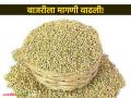 बाजरीला वाढली मागणी; मागील वर्षीच्या तुलनेत यंदा किलोमागे ५ ते ७ रुपयांनी दरवाढ - Marathi News | Demand for millet has increased; Price hiked by Rs 5 to 7 per kg this year compared to last year | Latest agriculture News at Lokmat.com
