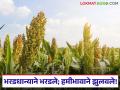 पणन महासंघाच्या आदेशात 'ज्वारी'चा विसर; शेतकऱ्यांची ज्वारी खरेदी रखडली - Marathi News | 'Sorghum' forgotten in the Marketing Federation's order; Farmers' sorghum purchase delayed | Latest agriculture News at Lokmat.com