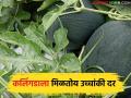 उंबरखेडच्या कलिंगडाला मिळातोय उच्चांकी दर; यंदा चांगल्या नफ्याची शेतकऱ्यांना आशा - Marathi News | Watermelon of Umbarkhed is getting the highest price; Farmers hope for good profits this year | Latest agriculture News at Lokmat.com