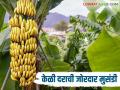 Banana Market : कुंभमेळ्याने वाढली मागणी; केळी उत्पादकांना आले अच्छे दिन - Marathi News | Banana Market: Demand increased due to Kumbh Mela; Good days for banana producers | Latest agriculture News at Lokmat.com