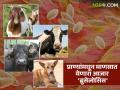 प्राण्यांच्या संपर्कातून पसरणारा जीवघेणा आजार; जाणून घ्या ब्रुसेलोसिसची लक्षणं, कारणं आणि उपचार - Marathi News | | Latest agriculture News at Lokmat.com