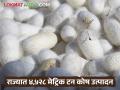 रेशीम शेतीने गाठला उच्चांक; राज्यात यंदा ४,५२८ मेट्रिक टन कोष उत्पादन - Marathi News | Sericulture reaches record high; 4,528 metric tons of silkworm production in the state this year | Latest agriculture News at Lokmat.com