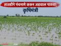 अतिवृष्टीमुळे राज्यात ९ लाख हेक्टरवरील पिकांचे नुकसान; तातडीने पंचनामे करून अहवाल पाठवण्याचे कृषी विभागाला निर्देश - Marathi News | Heavy rains cause damage to crops on 9 lakh hectares in the state; Agriculture Department directed to immediately conduct a Panchnama and send a report | Latest agriculture News at Lokmat.com