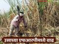 उसाच्या एफआरपीमध्ये वाढ; राज्यातील शेतकऱ्यांना मागील हंगामापेक्षा १५ हजार कोटी रुपये जादा मिळणार - Marathi News | Increase in FRP of sugarcane; Farmers in the state will get Rs 15,000 crore more than last season | Latest agriculture News at Lokmat.com