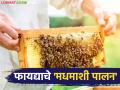 'मधमाशी पालन' देईल साथ; ग्रामीण अर्थव्यवस्थेला चालना देण्यासाठी घ्या पुढाकार - Marathi News | 'Beekeeping' will provide support; Take initiative to boost rural economy | Latest agriculture News at Lokmat.com