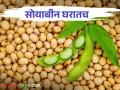Soybean Market उत्पादन खर्च वाढतोय भाव नाही स्थिर; सोयाबीन वर्षभर घरातच पडून असल्याने शेतकऱ्यांची चिंता वाढली! - Marathi News | Soybean Market Production Costs Rising Prices Not Stable; Soybeans have been lying in the house for a year, so the farmers are worried! | Latest agriculture News at Lokmat.com