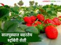 सातपुड्याच्या शेतकऱ्यांनी केला स्ट्रॉबेरी शेतीचा यशस्वी प्रयोग; खरेदीसाठी गुजरात मधून व्यापारी येताहेत थेट बांधावर - Marathi News | Satpura farmers successfully experiment with strawberry farming; Traders from Gujarat are coming directly to the dam to buy | Latest agriculture News at Lokmat.com