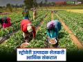 नंदुरबार करतंय 'महाबळेश्वर'कडे वाटचाल; सरकारी अनास्थेमुळे मात्र स्ट्रॉबेरी उत्पादक शेतकऱ्यांचे हाल - Marathi News | Nandurbar is moving towards 'Mahabaleshwar'; However, due to government apathy, strawberry farmers are suffering | Latest agriculture News at Lokmat.com