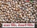 राज्यातील तूर बाजार स्थिर; वाचा आज कुठे किती मिळाला तुरीला भाव - Marathi News | Tur market in the state is stable; Read where and how much Tur was sold today | Latest agriculture News at Lokmat.com