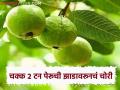 Guava Theft : रात्री व्यापाऱ्यासोबत सौदा अन् सकाळी झाडांवरील २ टन पेरूचं गायब; पोलिसांत अज्ञात चोरट्याविरुद्ध तक्रार - Marathi News | Guava Theft: Bargain with trader at night and 2 tons of guava missing from the trees in the morning; Complaint against unknown thief in police | Latest agriculture News at Lokmat.com