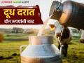 Milk Rate : दसरा-दिवाळी होणार गोड; शेतकऱ्यांना मिळणार दूध दरात दोन रुपयांचा फरक - Marathi News | Milk Rate : Dussehra-Diwali will be sweet; Farmers will get Rs 2 difference in milk price | Latest agriculture News at Lokmat.com