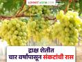 Grape Farming : सलग चार वर्षांपासून असलेल्या संकटांमुळे कीटकनाशकांचा खर्च चौपट वाढला; द्राक्ष उत्पादक कर्जाच्या विळख्यात - Marathi News | Grape Farming: Pesticide costs have increased fourfold due to the crises that have been going on for four consecutive years; Grape growers are in debt | Latest agriculture News at Lokmat.com