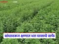 लसूण घासाच्या वाफ्यांमध्ये पाणी देण्याचा मार्ग होणार सोपा; जाणून घ्या चारा नियोजनाच्या फायद्याचा प्रयोग - Marathi News | The way to water garlic grass seedlings will be easier; Learn about the benefits of fodder planning | Latest agriculture News at Lokmat.com